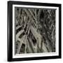 Bamboo Study II-Tang Ling-Framed Photographic Print