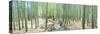 Bamboo Trees at a Temple, Hokokuji Temple, Kamakura, Kanagawa Prefecture, Kanto Region, Honshu, ...-null-Stretched Canvas