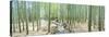 Bamboo Trees at a Temple, Hokokuji Temple, Kamakura, Kanagawa Prefecture, Kanto Region, Honshu, ...-null-Stretched Canvas