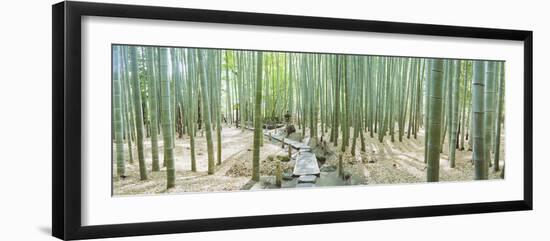 Bamboo Trees at a Temple, Hokokuji Temple, Kamakura, Kanagawa Prefecture, Kanto Region, Honshu, ...-null-Framed Photographic Print