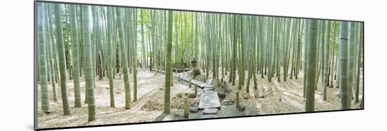 Bamboo Trees at a Temple, Hokokuji Temple, Kamakura, Kanagawa Prefecture, Kanto Region, Honshu, ...-null-Mounted Photographic Print