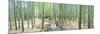 Bamboo Trees at a Temple, Hokokuji Temple, Kamakura, Kanagawa Prefecture, Kanto Region, Honshu, ...-null-Mounted Photographic Print