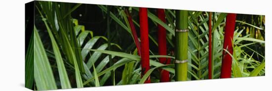 Bamboo Trees, Hawaii, USA-null-Stretched Canvas