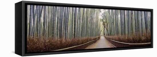 Bamboo Trees in a Forest, Arashiyama, Kyoto Prefecture, Japan-null-Framed Stretched Canvas