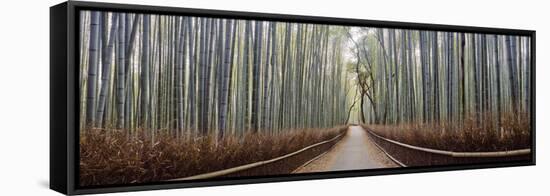 Bamboo Trees in a Forest, Arashiyama, Kyoto Prefecture, Japan-null-Framed Stretched Canvas