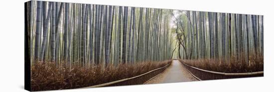 Bamboo Trees in a Forest, Arashiyama, Kyoto Prefecture, Japan-null-Stretched Canvas