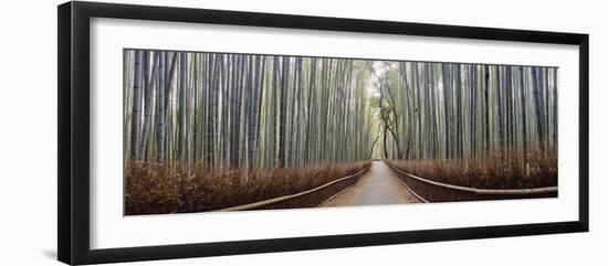 Bamboo Trees in a Forest, Arashiyama, Kyoto Prefecture, Japan-null-Framed Premium Photographic Print