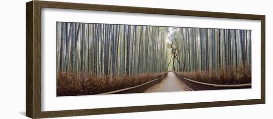 Bamboo Trees in a Forest, Arashiyama, Kyoto Prefecture, Japan-null-Framed Photographic Print