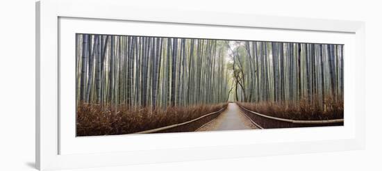 Bamboo Trees in a Forest, Arashiyama, Kyoto Prefecture, Japan-null-Framed Photographic Print