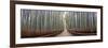 Bamboo Trees in a Forest, Arashiyama, Kyoto Prefecture, Japan-null-Framed Photographic Print