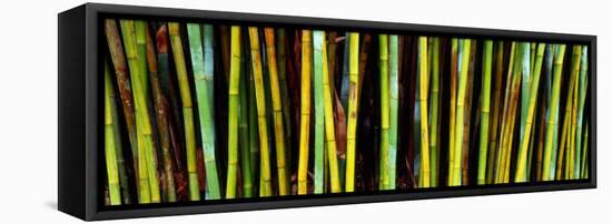 Bamboo Trees in Botanical Garden, Kanapaha Botanical Gardens, Gainesville, Alachua County, Florida-null-Framed Stretched Canvas