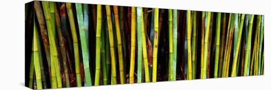 Bamboo Trees in Botanical Garden, Kanapaha Botanical Gardens, Gainesville, Alachua County, Florida-null-Stretched Canvas