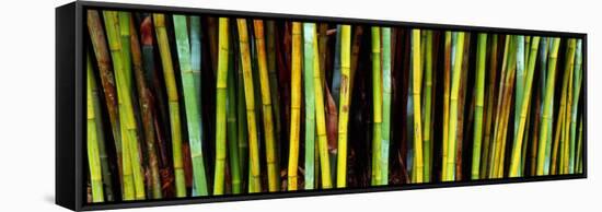 Bamboo Trees in Botanical Garden, Kanapaha Botanical Gardens, Gainesville, Alachua County, Florida-null-Framed Stretched Canvas