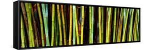 Bamboo Trees in Botanical Garden, Kanapaha Botanical Gardens, Gainesville, Alachua County, Florida-null-Framed Stretched Canvas