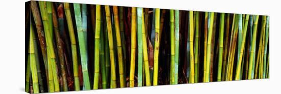 Bamboo Trees in Botanical Garden, Kanapaha Botanical Gardens, Gainesville, Alachua County, Florida-null-Stretched Canvas