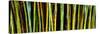 Bamboo Trees in Botanical Garden, Kanapaha Botanical Gardens, Gainesville, Alachua County, Florida-null-Stretched Canvas