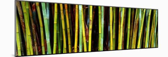 Bamboo Trees in Botanical Garden, Kanapaha Botanical Gardens, Gainesville, Alachua County, Florida-null-Mounted Premium Photographic Print