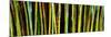Bamboo Trees in Botanical Garden, Kanapaha Botanical Gardens, Gainesville, Alachua County, Florida-null-Mounted Premium Photographic Print