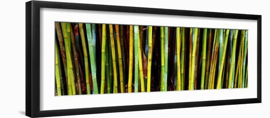 Bamboo Trees in Botanical Garden, Kanapaha Botanical Gardens, Gainesville, Alachua County, Florida-null-Framed Photographic Print