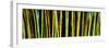Bamboo Trees in Botanical Garden, Kanapaha Botanical Gardens, Gainesville, Alachua County, Florida-null-Framed Photographic Print