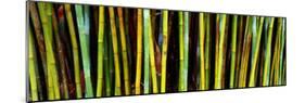 Bamboo Trees in Botanical Garden, Kanapaha Botanical Gardens, Gainesville, Alachua County, Florida-null-Mounted Photographic Print