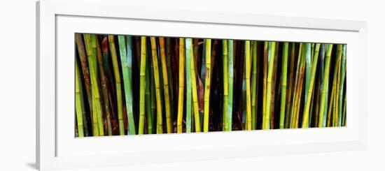 Bamboo Trees in Botanical Garden, Kanapaha Botanical Gardens, Gainesville, Alachua County, Florida-null-Framed Photographic Print