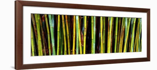 Bamboo Trees in Botanical Garden, Kanapaha Botanical Gardens, Gainesville, Alachua County, Florida-null-Framed Photographic Print