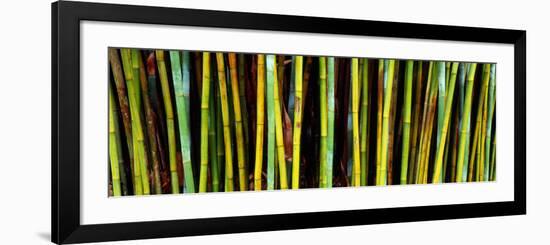 Bamboo Trees in Botanical Garden, Kanapaha Botanical Gardens, Gainesville, Alachua County, Florida-null-Framed Photographic Print