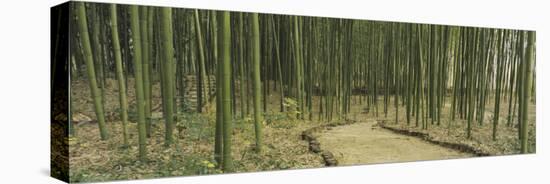 Bamboo Trees on Both Sides of a Path, Kyoto, Japan-null-Stretched Canvas