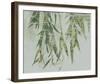 Bamboo Verde-Tania Bello-Framed Giclee Print