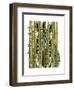 Bamboo Zebra-Fab Funky-Framed Art Print