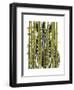 Bamboo Zebra-Fab Funky-Framed Art Print