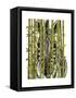 Bamboo Zebra-Fab Funky-Framed Stretched Canvas