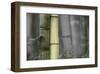 Bamboo-Karin Connolly-Framed Art Print