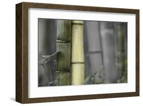 Bamboo-Karin Connolly-Framed Art Print
