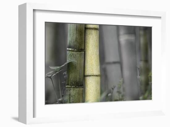Bamboo-Karin Connolly-Framed Art Print