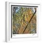 Bamboo-Ken Bremer-Framed Limited Edition