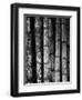 Bamboo-John Gusky-Framed Photographic Print