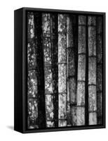 Bamboo-John Gusky-Framed Stretched Canvas