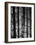 Bamboo-John Gusky-Framed Photographic Print