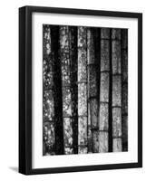 Bamboo-John Gusky-Framed Photographic Print