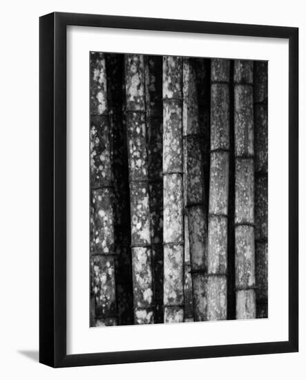 Bamboo-John Gusky-Framed Photographic Print