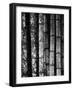 Bamboo-John Gusky-Framed Photographic Print