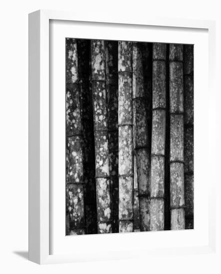 Bamboo-John Gusky-Framed Photographic Print