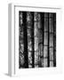 Bamboo-John Gusky-Framed Photographic Print