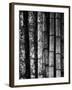 Bamboo-John Gusky-Framed Photographic Print