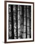 Bamboo-John Gusky-Framed Photographic Print