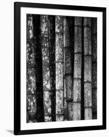 Bamboo-John Gusky-Framed Photographic Print