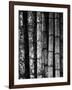 Bamboo-John Gusky-Framed Photographic Print