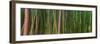 Bamboo-Scott Bennion-Framed Photo